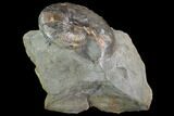 Beautiful Hoploscaphites Ammonite Specimen - South Dakota #98708-2